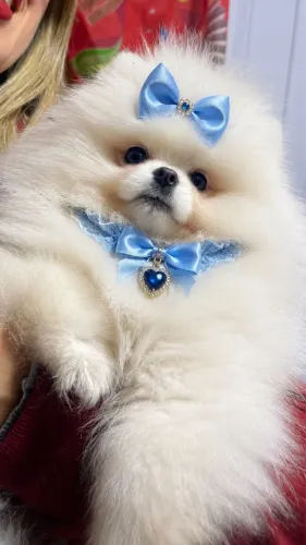 Lulu da pomerania, seu amigo está aqui