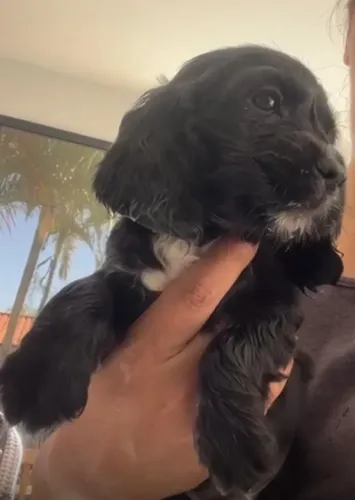 Cocker spaniel manso e muito carinhoso 