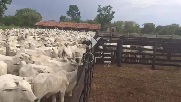 Fazenda à venda com 2.725 hectares - porteira fechada - Dupla Aptidão - estrutura completa