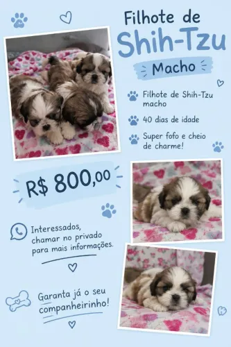Filhote de Shitzu macho 