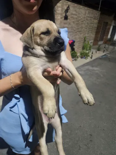 Cachorro para adoção