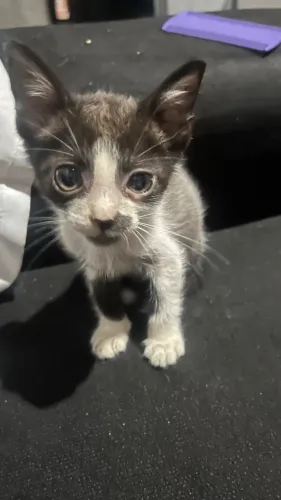 Gato adoção