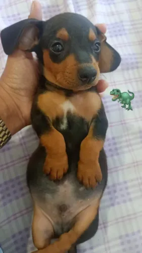 ? VENDA DE FILHOTES DACHSHUND (SALSICHA)! ?