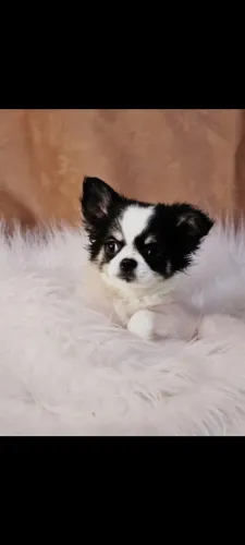 Vende filhotes de Chihuahua