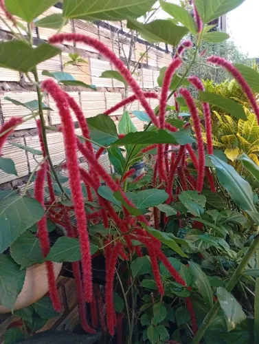 Planta