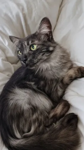 Gatinha para adoção