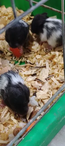 Hamster Sírio 