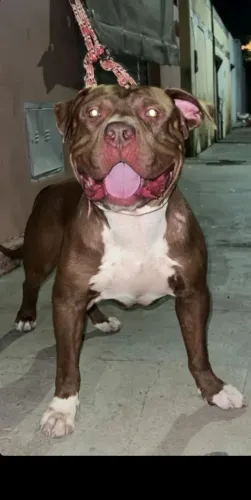 Pitbull 