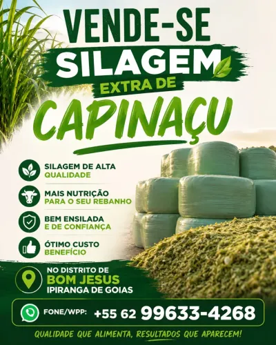 Silagem de Capinacu 