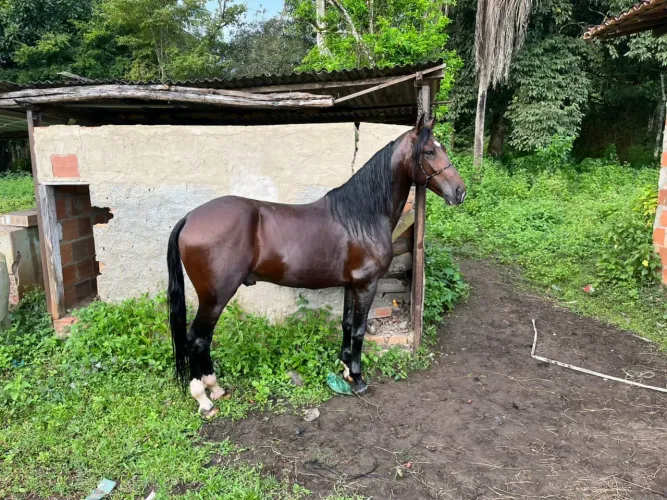 Cavalo inteiro 5 anos
