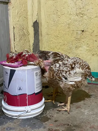 Ovos gsb balão