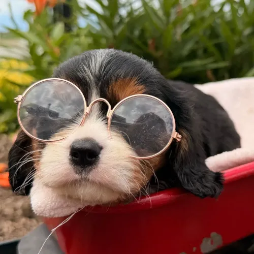 Cavalier King | Filhotes com pedigree