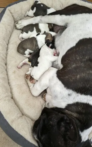 Filhotes de Bulldog francês 