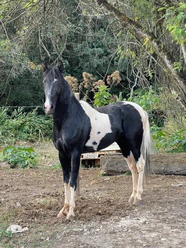 Cavalo