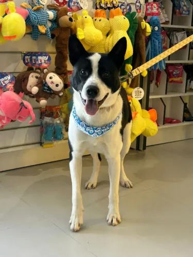 Cachorro novinho e brincalhão, encontrado na rua