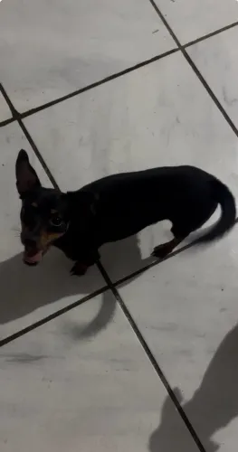 Pinscher para vender logo 