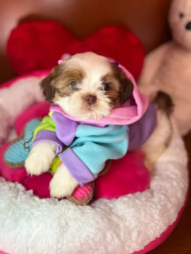 Filhotes shihtzu 