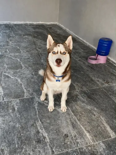 husky siberiano