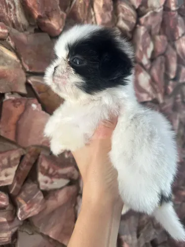 Shihtzu 