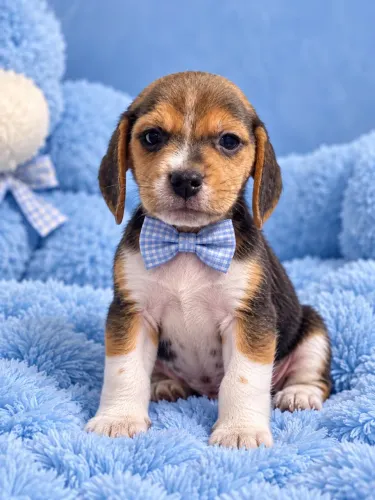 Beagle macho amigo fiel brincalhão 