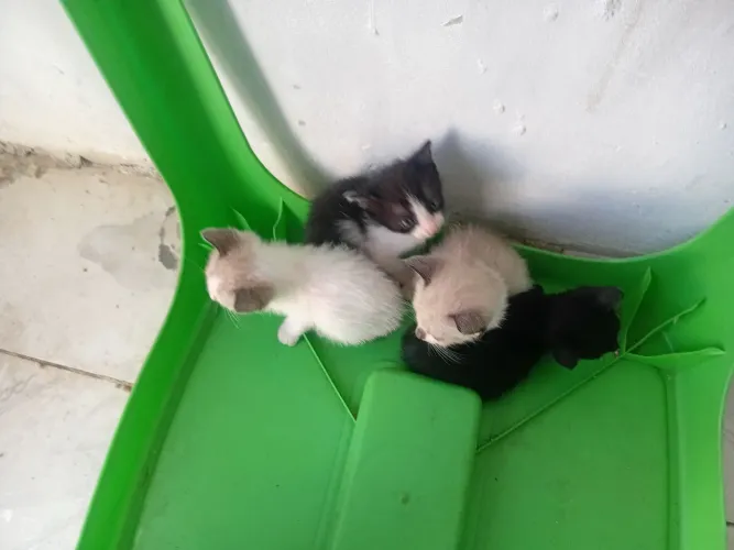 Adoção de gatos 