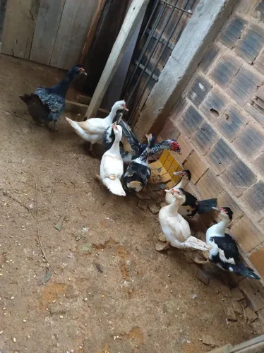 Patos