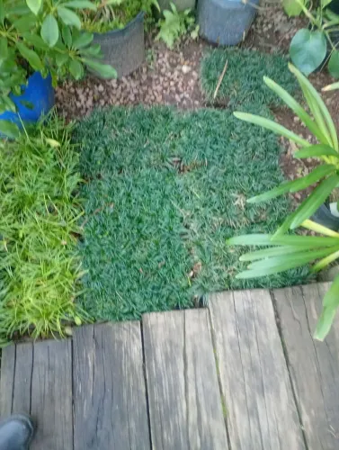 Jardim gramas preta