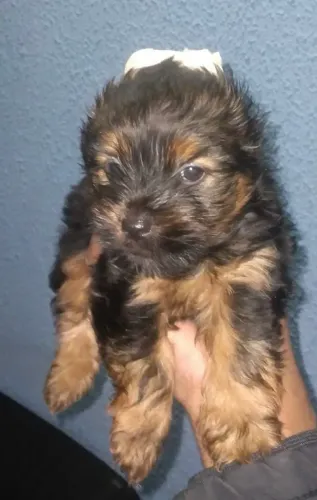Yorkshire Terrier - Ideal para Apartamentos e Casas