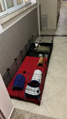 Vendo Cercado para Porquinho da India