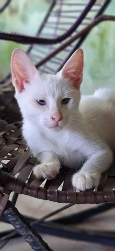 Doação de gatinha castrada.