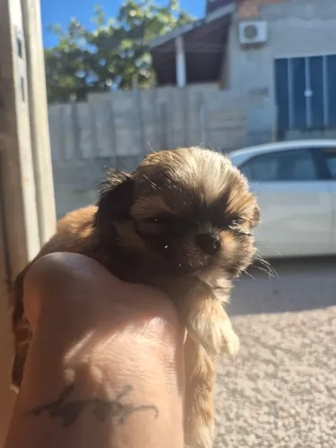 Filhotes mini shitzu 