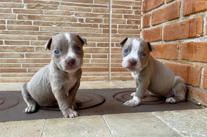 Pitbull Selecionado para Família: Genética Equilibrada, Saúde Monitorada com V10