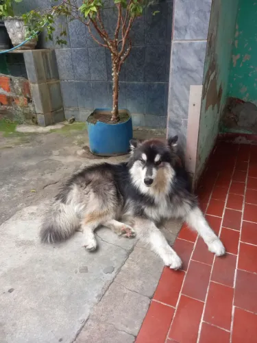 Husky Siberiano Wooly 