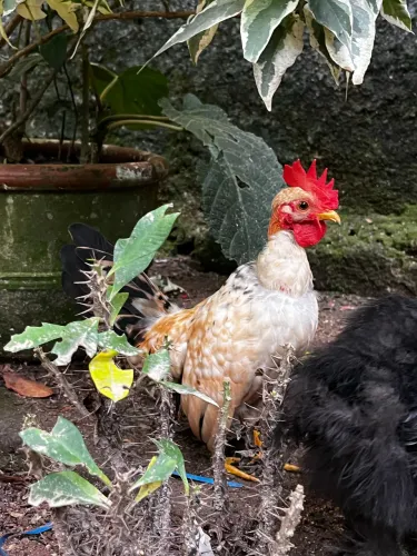 Frango garnisé 