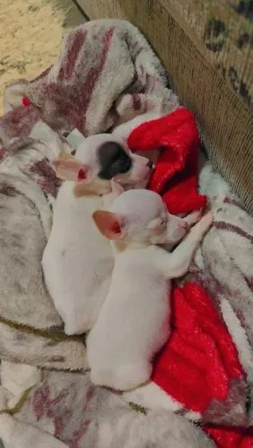 Pincher exótico casal