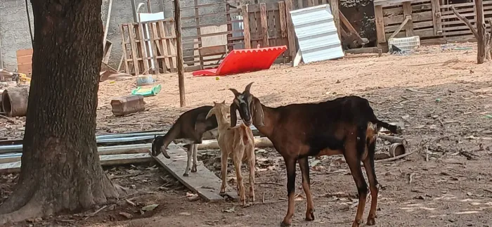 Bodes e cabras a venda