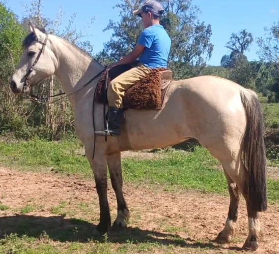 Egua baia top de linha