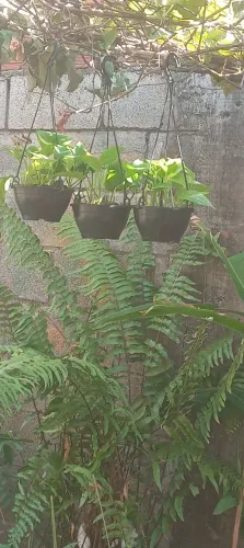 Mudas de jiboia amarelo 8 unidades apartir de 20$