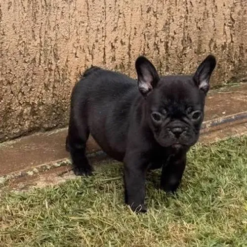 Bulldog frances filhotes 