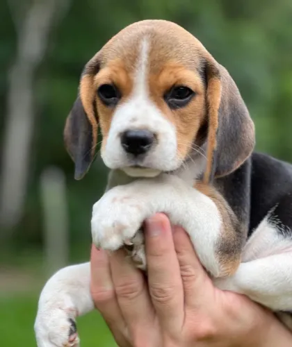 Filhote de Beagle Disponível