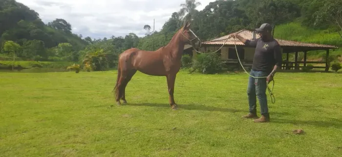 Égua jovem de pista, registrada, 5 anos, 30 parcelas de RS 700,00 no carnê