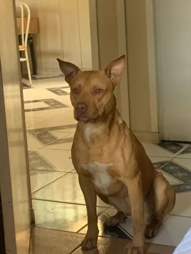 Doa-se cachorro