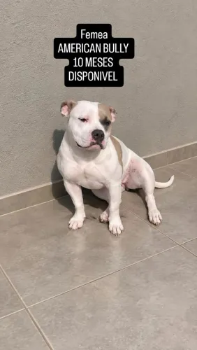 American bully femea