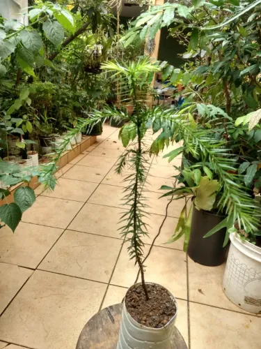 Vendo Mudas de Pinhão ( Araucária ) - Guarulhos 