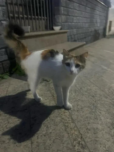 Doa se gatinha linda chamada BomBom