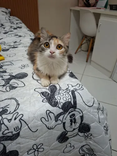 Gata fêmea castrada 5 meses