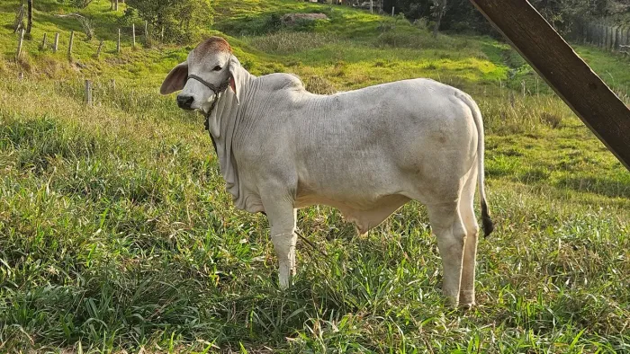 Terneiros Brahman PO