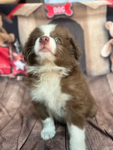 Filhote de Border collie