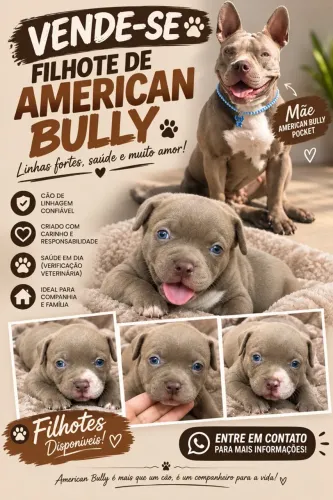 Filhote de american bully