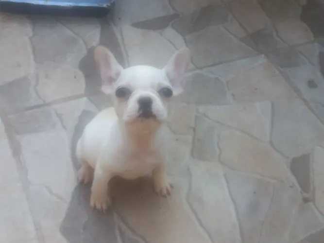 Bulldog Francês Femia 2 meses
